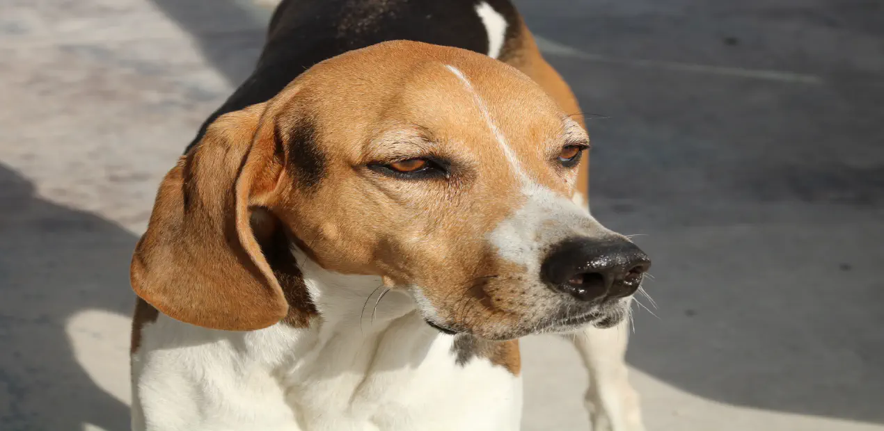 Hound